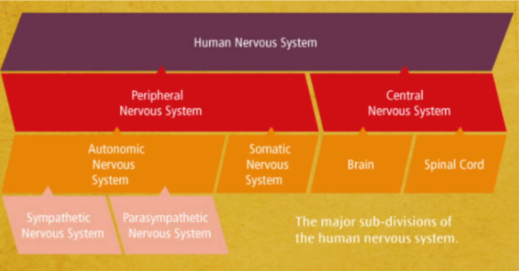 Nervous System Diagram.png